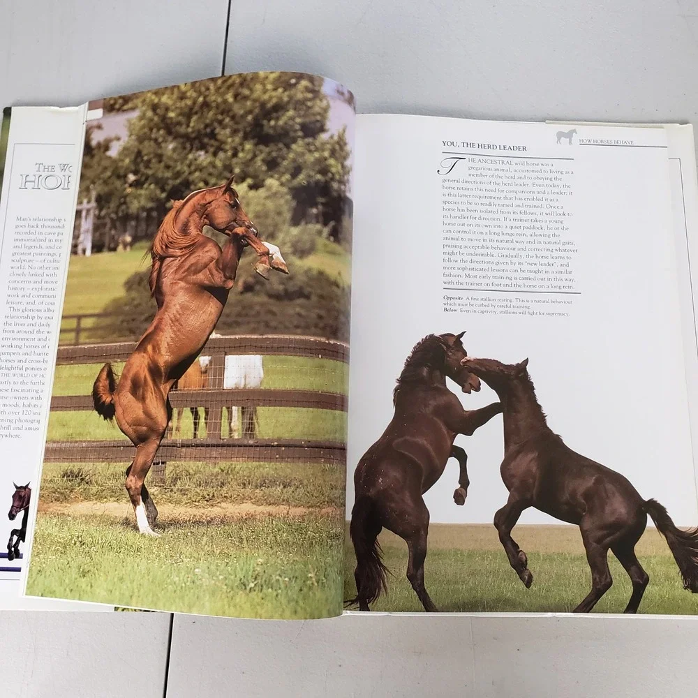 The World of Horses Angela Rixon Hardcover Book 1994 Smithmark Photography